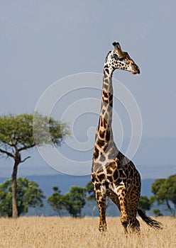 Portrait of a giraffe. Kenya. Tanzania. East Africa.