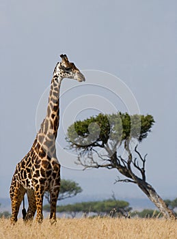 Portrait of a giraffe. Kenya. Tanzania. East Africa.