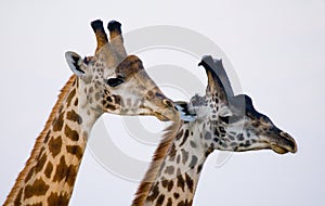 Portrait of a giraffe. Kenya. Tanzania. East Africa.