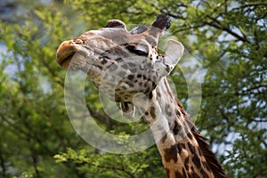 Portrait of a giraffe. Kenya. Tanzania. East Africa.