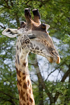 Portrait of a giraffe. Kenya. Tanzania. East Africa.