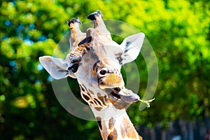 Portrait of giraffe with long tongue chewing small twig from tree