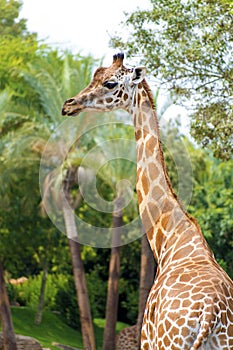 Portrait of giraffe looking at camera