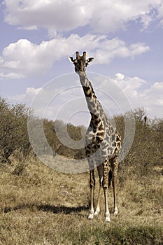 A portrait of a Giraffe at Masai Mara, Kenya