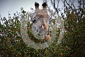 Portrait of a giraffe in Masai Mara, Kenya