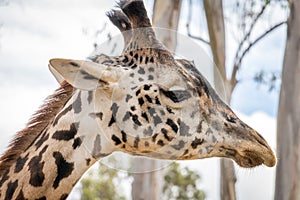 Portrait of a Giraffe`s Head