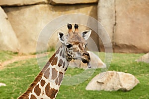 Portrait of a giraffe sticking out his tongue