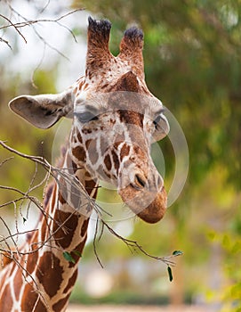 Portrait of a giraffe, wildlife