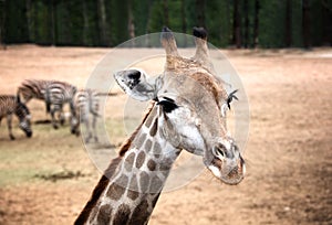 Portrait of Giraffe with Zebras in backround