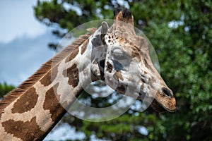 Portrait of a Giraffe at Zoo