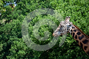 Portrait of giraffe in zoo
