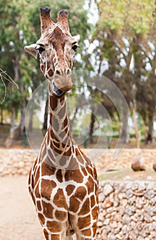 Portrait of a giraffe, zoo