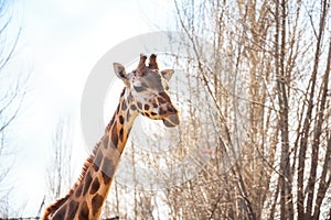 Portrait of giraffe in zoo