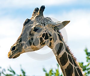 Portrait of a giraffe