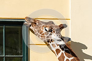 Portrait of a giraffe in a zoo