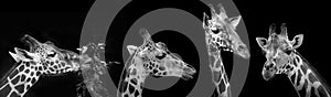 Portrait of giraffes on black background