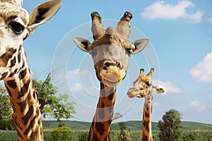 Portrait of giraffes on blue sky background