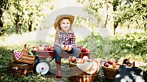 portrait of girl eating red organic apple outdoor. Harvest Concept. Child picking apples on farm in autumn.