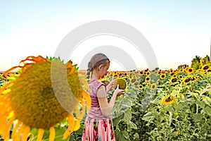 Portrait of a girl in the evening in a field with sunflowers, which touches them with her hands