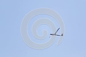 A portrait of a glider plane flying in the distance in a light blue sky. The plane is soaring through the air without a jet engine