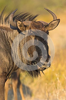 Portrait of a gnu