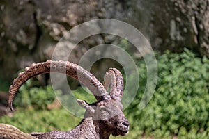 Portrait of a goat. Alpine ibex. Capra ibex. One male bouquetin resting