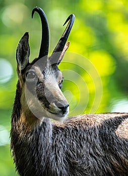 Portrait of Goat-antelope Chamois