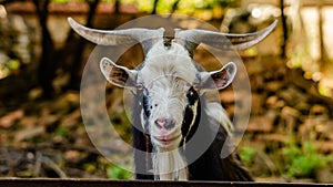 Portrait of a goat, with big horns looks in directly in the camera close-up
