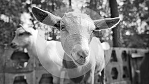 Portrait of a goat in black and white. Funny animal photo. Farm animal on the farm