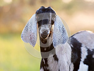 Portrait of a goat on farm with beautiful bokeh