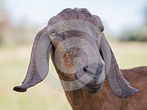 portrait of a goat on farm with beautiful bokeh