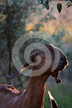 portrait of a goat on farm with beautiful bokeh