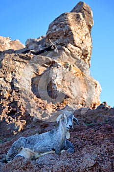 Portrait of a goat at a farm near Arure, La Gomera, Canary Islands, Spain