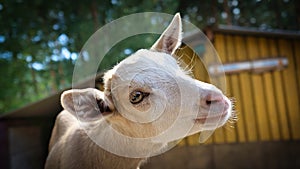 Portrait of a goat. Funny animal photo. Farm animal on the farm. Animal photo