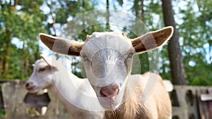 Portrait of a goat. Funny animal photo. Farm animal on the farm. Animal photo