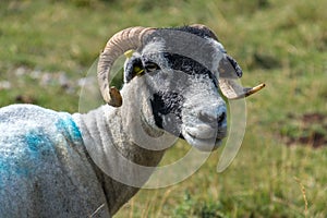 Portrait of a goat near the village of Conistone in the Yorkshire Dales National Park photo