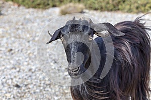 The portrait of goat on the road in the mountains