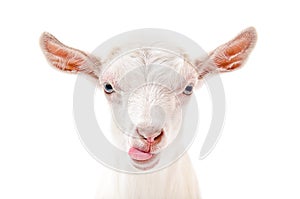 Portrait of a goat showing tongue