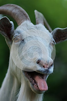 Portrait of a goat showing tongue. Funny white goat. Curious happy goat