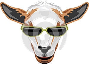 Portrait of a goat with sunglasses
