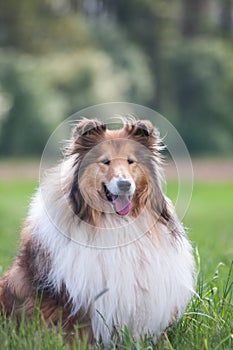 Portrait of a gold long haired rough collie