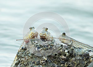 Portrait of a Gold Spotted Mud Skipper