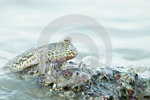 Portrait of a Gold Spotted Mud Skipper