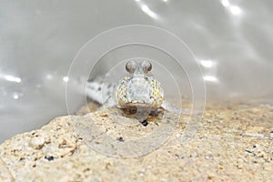 Portrait of a Gold Spotted Mud Skipper