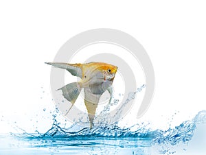 Portrait of the golden angel fish