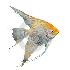 Portrait of the golden angel fish photo