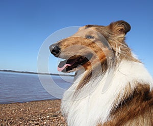 Portrait of golden collie dog sitting on the beach in the summer sun