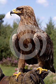 Retrato dorado águila 