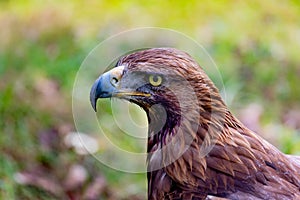 Portrait of a golden eagle