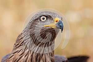 Portrait of a golden eagle